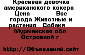 Красивая девочка американского кокера › Цена ­ 35 000 - Все города Животные и растения » Собаки   . Мурманская обл.,Островной г.